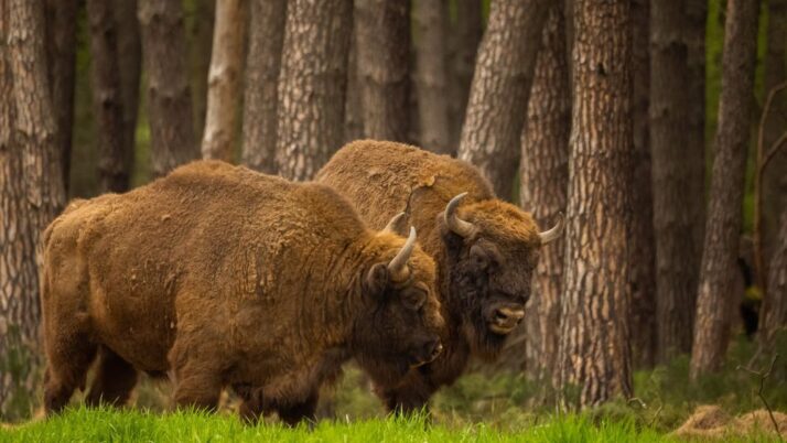 Wyjazd do Niepołomic