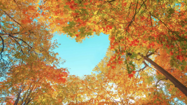 Zamierzenia dydaktyczno- wychowawcze na listopad dla grupy niebieskie smoki.