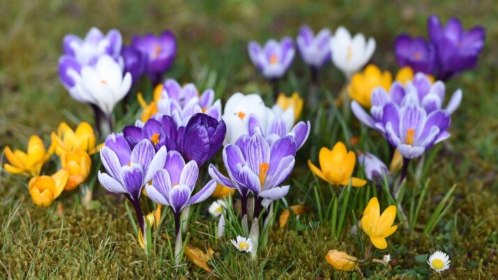 Zamierzenia dydaktyczno- wychowawcze na miesiąc marzec- Granatowe Smoki