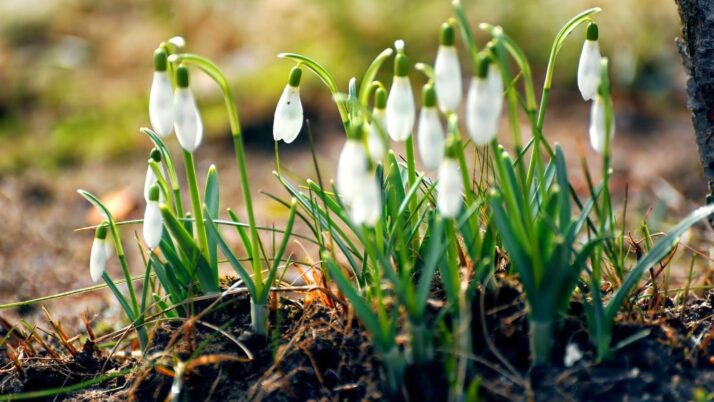 Zamierzenia wychowawczo – dydaktyczne na miesiąc Marzec 2026 Czerwone Smoki.