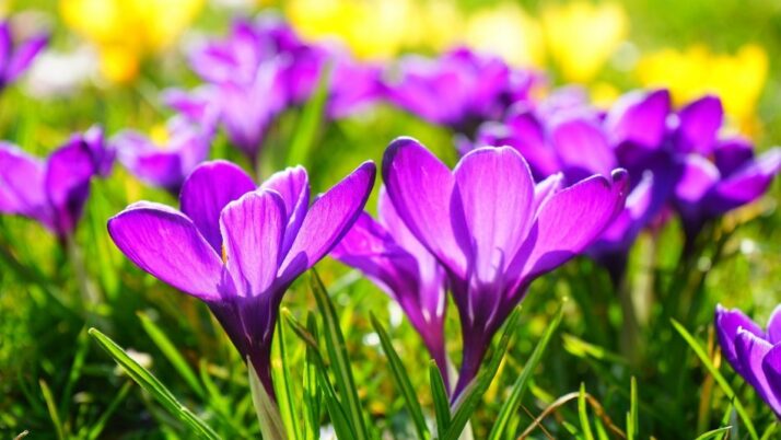 Zamierzenia wychowawczo-dydaktyczne dla Zielonych Smoków na marzec