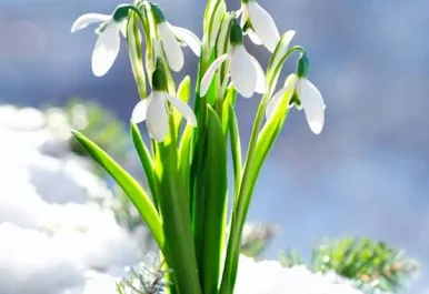 Zamierzenia dydaktyczno- wychowawcze dla Niebieskich smoków na miesiąc marzec.