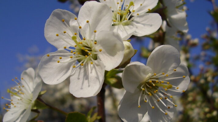 Zamierzenia wychowawczo – dydaktyczne na miesiąc kwiecień dla gr. II Żółtych Smoków